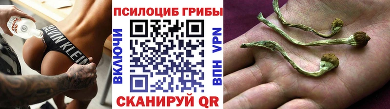 MEGA как зайти  Усть-Кут  Псилоцибиновые грибы Magic Shrooms  сколько стоит 